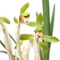 春の草原 ☆新作が入荷しました☆ | ベイビー大阪店ブログ